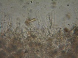 Hebeloma sacchariolens image