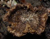 Inocybe renispora image