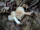 Lactarius chrysorrheus image