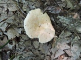 Lactarius chrysorrheus image