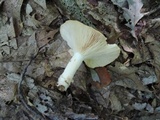 Lactarius chrysorrheus image