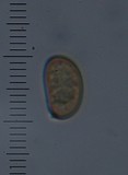 Inocybe renispora image