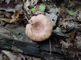 Lactarius vinaceorufescens image