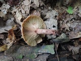 Lactarius vinaceorufescens image