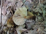 Lactarius quietus var. incanus image