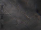 Inocybe renispora image