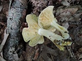 Tricholomopsis rutilans image