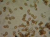 Hebeloma sacchariolens image