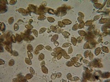 Hebeloma sacchariolens image