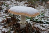 Amanita amerimuscaria image
