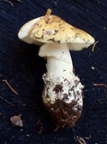 Amanita alpinicola image