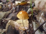 Marasmius siccus image
