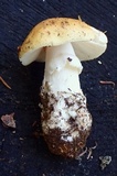 Amanita alpinicola image
