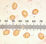 Amanita alpinicola image