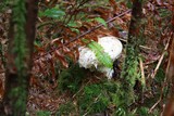 Catathelasma ventricosum image