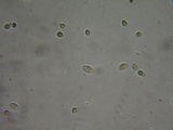 Gymnopus subpruinosus image