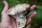 Catathelasma ventricosum image