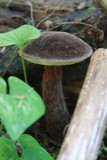 Boletellus mirabilis image