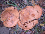 Suillus caerulescens image