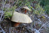Caloboletus rubripes image