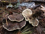 Onnia tomentosa image