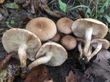 Pholiota angustipes image