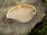 Fomitopsis mounceae image