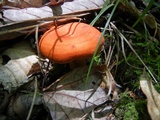 Lactarius peckii image