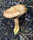 Chroogomphus tomentosus image