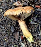 Chroogomphus tomentosus image