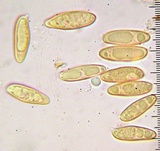 Chroogomphus tomentosus image