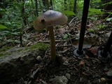 Amanita sect. Vaginatae image