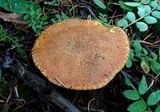 Suillus tomentosus image