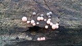 Lycogala epidendrum image