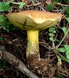 Suillus tomentosus image