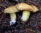 Suillus tomentosus image