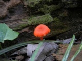 Hygrocybe miniata image