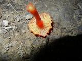Hygrocybe miniata image