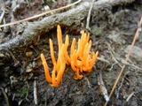 Clavulinopsis aurantiocinnabarina image