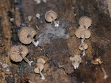 Simocybe centunculus var. centunculus image