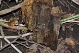 Simocybe centunculus var. centunculus image