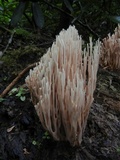 Ramaria stricta image