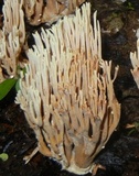 Ramaria stricta image