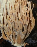 Ramaria stricta image
