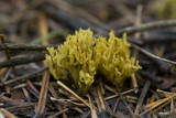 Ramaria abietina image