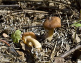 Rhizocybe vermicularis image
