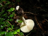 Amanita onusta image