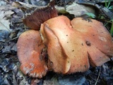 Lactarius peckii image