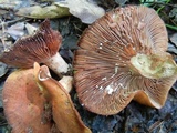 Lactarius peckii image