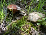 Lactarius peckii image